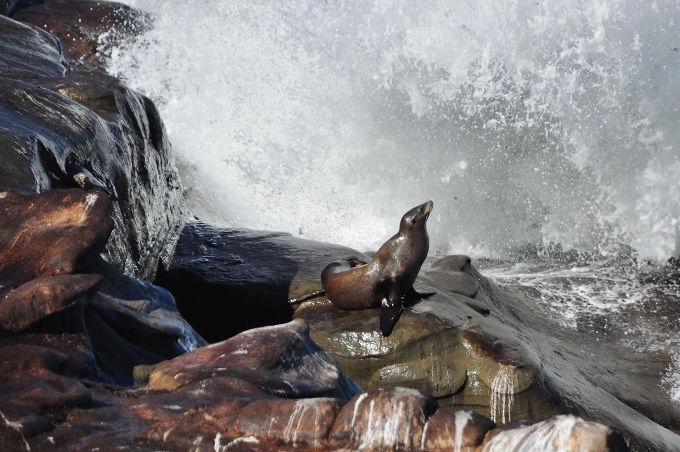harbor seal on the rocks